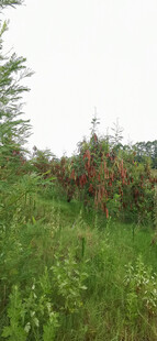 野外绿植茂盛的草地场景