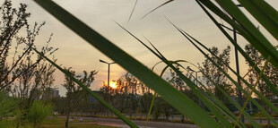 夕阳下的植物景观