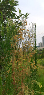 野外枯草绿植景观