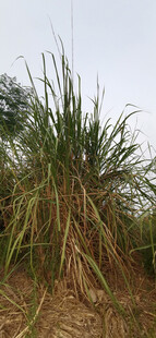 野外茂盛的高大草丛