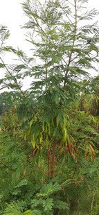野外繁茂银合欢植物景观