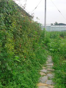 石板小径穿行于绿植间