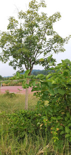 田野间绿树与繁茂植被