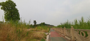 乡村小道风景
