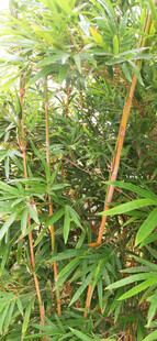 茂密竹林景观