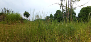 野外葱郁草地与树木景观