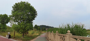 乡村公路旁的绿树与栏杆