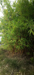 翠绿竹林自然清新景致