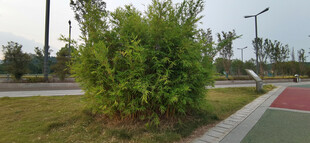 公园里景观竹林绿植