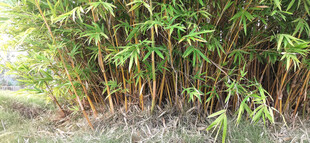翠绿竹林景观