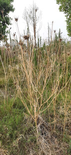 野外干枯植物景象
