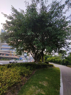 路边葱郁大树与绿植景观
