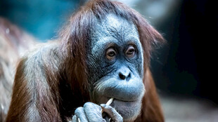 沉思的红毛猩猩