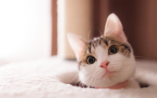 可爱猫咪探头萌态尽显