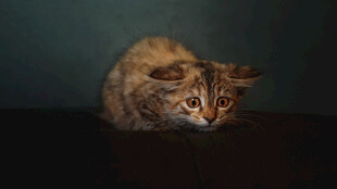 蹲坐的可爱猫咪