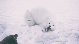 雪地中的北极熊与黑影