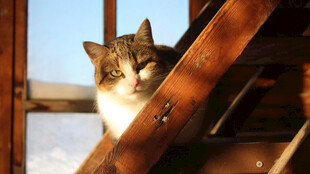 阳光下木梯上的慵懒猫咪