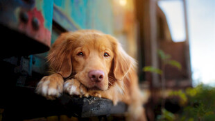 可爱金毛犬趴在栏杆上