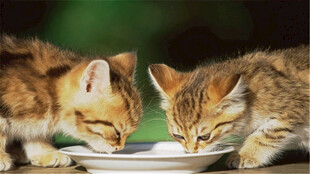 两只小猫共用餐盘进食