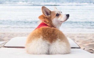 海边可爱柯基惬意回望