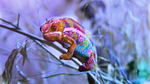 多彩变色龙栖息于枝头