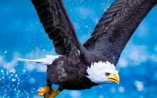 展翅翱翔的雄鹰