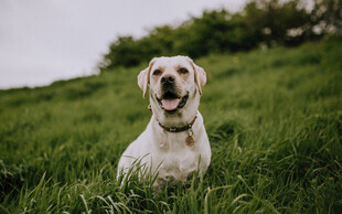 草地上的快乐拉布拉多犬