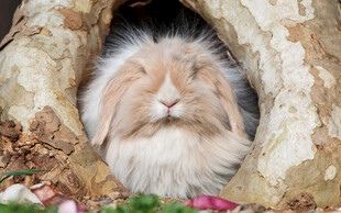 洞穴中的可爱毛茸茸兔子