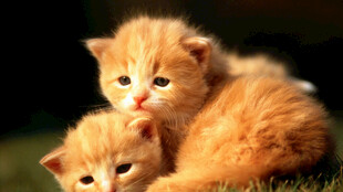 依偎的可爱小橘猫