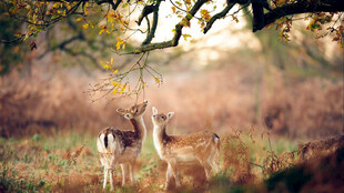 林间小鹿亲昵互动场景