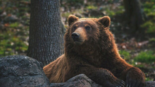 森林中休憩的棕熊
