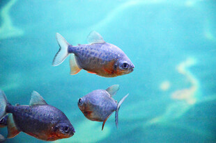 水中游动的多彩小鱼