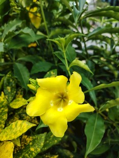 娇艳黄花朵与翠绿叶片