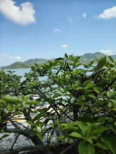 海边绿植与远处山海风光