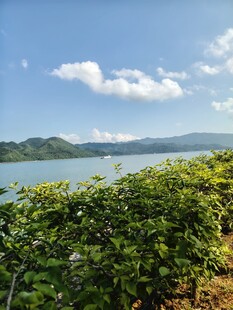 湖畔绿植与远山美景