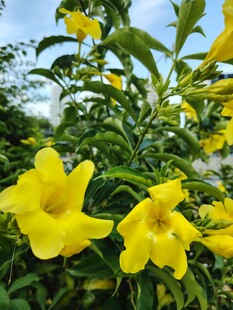 绽放的黄色花卉