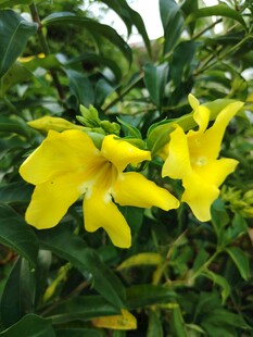 两朵明艳黄色花朵绽放