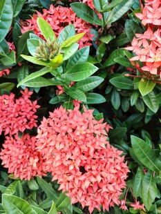 龙船花