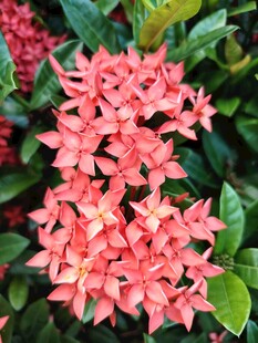 龙船花