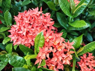 龙船花