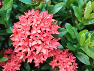 龙船花