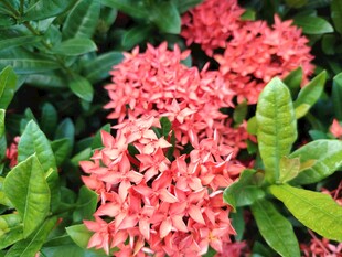 龙船花