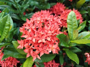龙船花