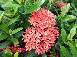龙船花