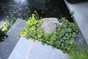 石边翠绿水生植物景观