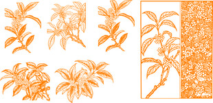 桂花矢量线条插画01