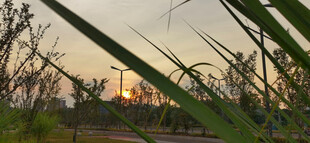 夕阳下的荒野植物景观