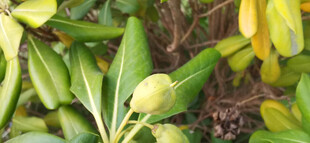 翠绿植物海桐叶片与果实特写