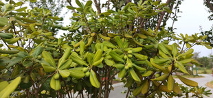 绿叶繁茂的海桐树木与果实