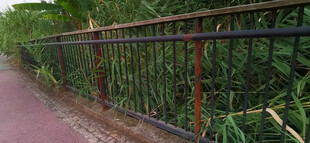 路边铁艺围栏与绿植景观